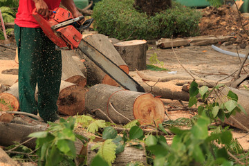 People cutting  trees.
