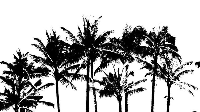 A high contrast shot of palm trees swaying in the wind.