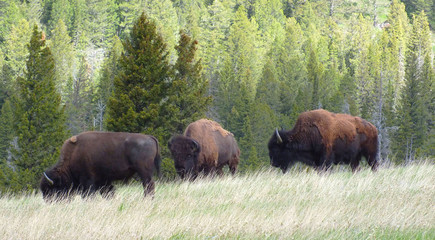 American Bison