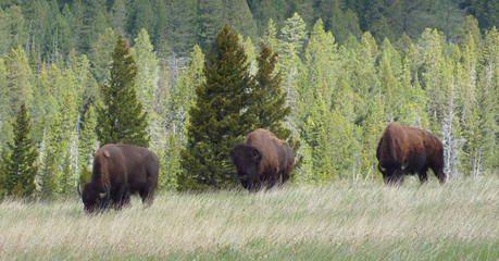 American Bison © winterbilder