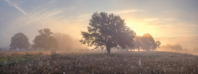 Oak trees on meadow in foggy morning