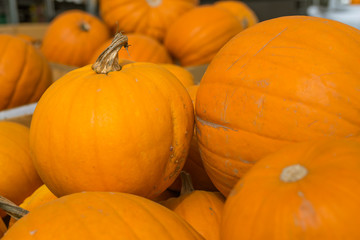 Fresh organic orange giant pumpkin harvesting from farm at farmer market