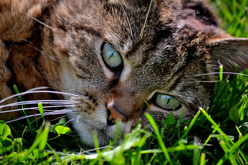 Cat in grass