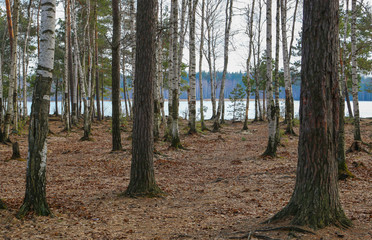 Obraz premium Pine and birch shore of a frozen lake