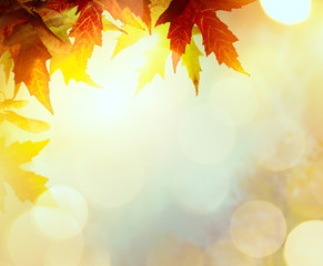 Naklejka na ściany i meble abstract nature autumn Background with yellow leaves