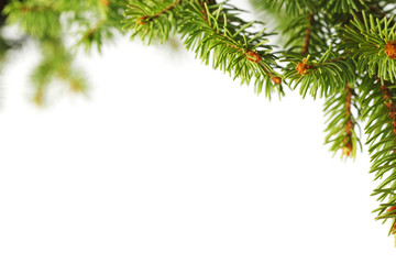 Christmas tree branch