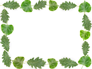 Green leaves frame in white color