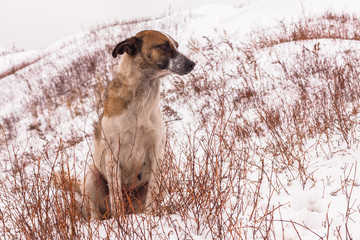 Mongrel sitting in the snow