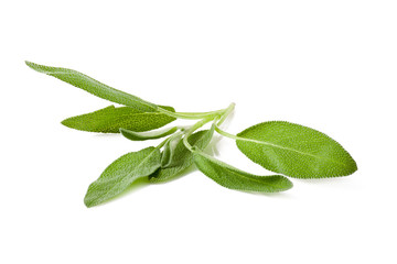 Obraz premium Sage plant on a white background