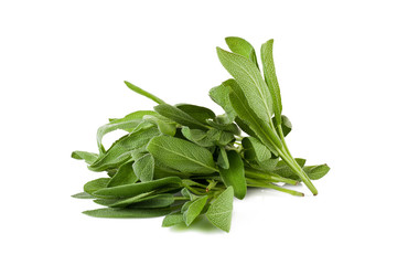 Sage plant on a white background