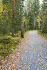 Path to the forest. Fallen leaves on the ground on an autumn day.