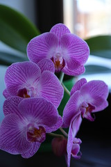 Fototapeta na wymiar lilac orchid