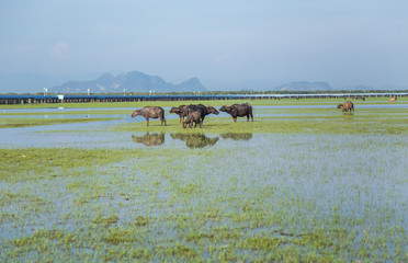 Herd of buffaloes in Thale Noi. Thale Noi means small lake, is protected as a Ramsar wetland since 1998. It is a part of the larger Thale Noi Non-Hunting Area, Songkhla Lake, Phatthalung, Thailand.