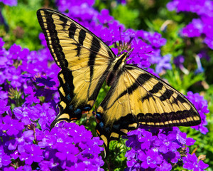 Swallowtail Butterfly