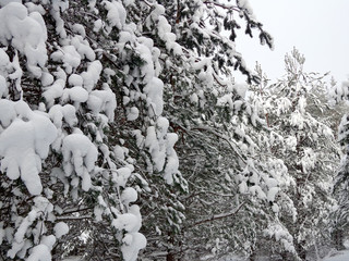 Winter forest