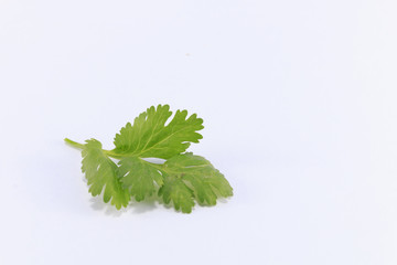 Coriander