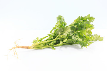 Coriander