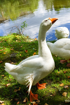 Geese on the shore of pond