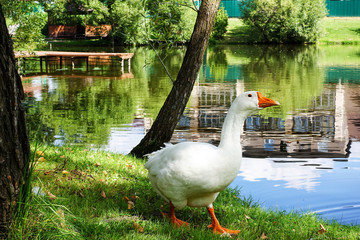 Goose at the shore of the pond