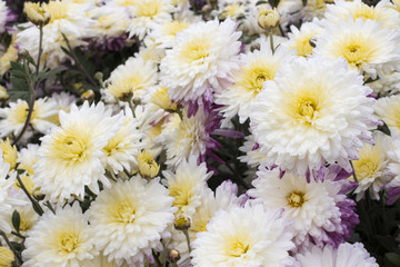 White and yellow chrysanthemum flowers in the garden