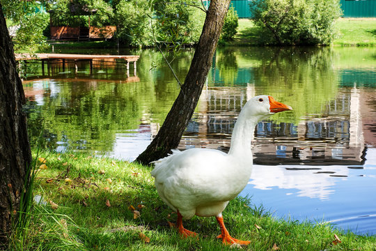 Goose at the shore of the pond