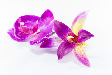 Naklejka na ściany i meble Purple orchid