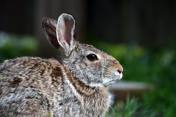 Cottontail Rabbit with Grass and Fence