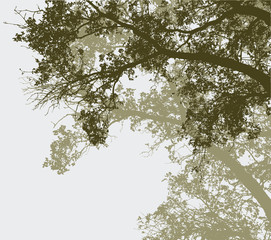 Fototapety  sylwetki drzew liściastych latem