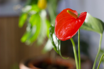 Red anthurium also known as tailflower, flamingo flower and laceleaf. Anthurium andre flower.