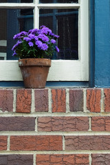 Fototapeta na wymiar Purple Potted Chrysanthemums on Brick Windowsill