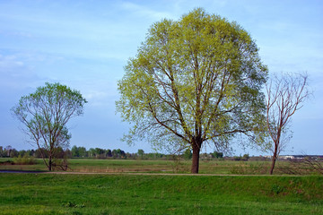 Landscape trees fields