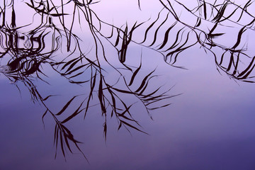 Reeds reflections background