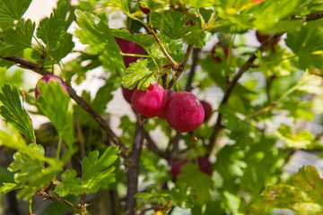 Framboises