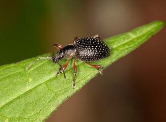 Macrophotographie d'un insecte: Otiorhynchus coecus