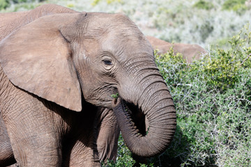 Full Frame The African Bush Elephant