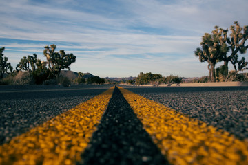 Joshua Tree