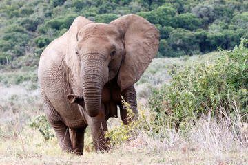 Fototapeta na wymiar Are you ready Close Up of The African Bush Elephant