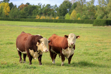 Two Hereford Bulls on Green Autumn Field - obrazy, fototapety, plakaty