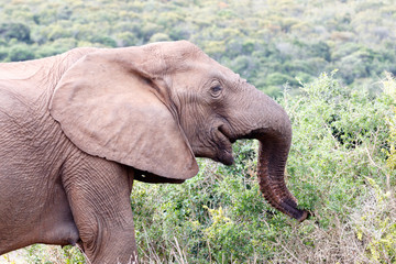 Happy African Bush Elephant