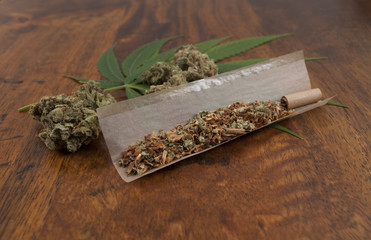 Cannabis sativa grinded with tobacco in paper, ready to roll a weed joint