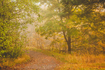 Fototapeta premium Foggy morning autumn forest
