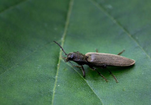 Macrophotographie d'un insecte: Taupin (Athous haemorrhoidalis)
