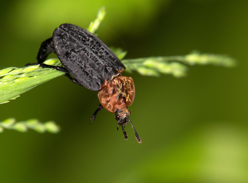 Macrophotographie d'un insecte: Silphe &agrave; corselet rouge (Oiceoptoma thoracica)