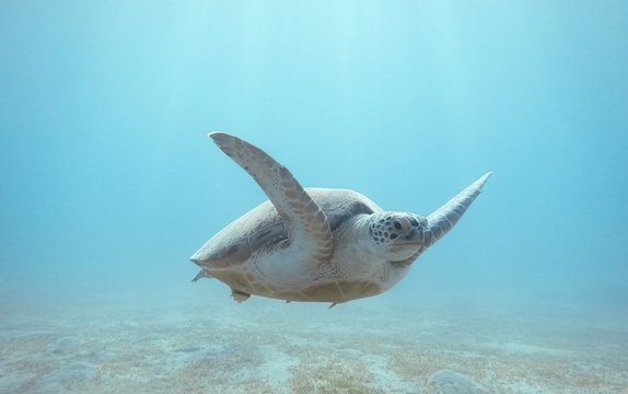 Green sea turtle swimming underwater Red Sea. Egypt