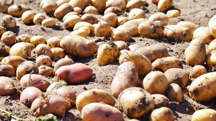 Картошка на земле