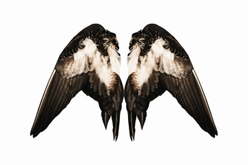 Clipped real duck wings on white background isolated back angel two pair