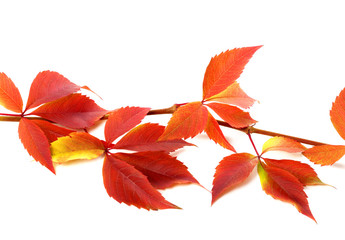 Red autumnal branch of grapes leaves (Parthenocissus quinquefoli