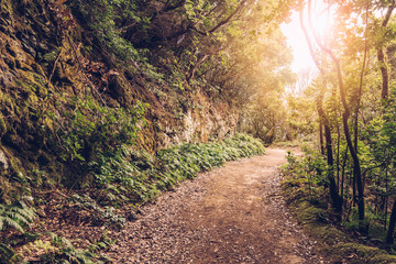 Fototapeta na wymiar Tropical forest path landscape, Tenerife, Spain