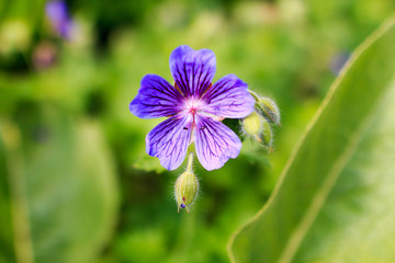 Einzelne lila Blume im Gras