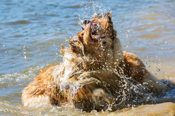 aggressive dogs fighting in the water